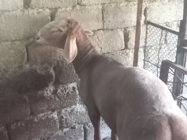 Кушкори Арашан, Худжанд