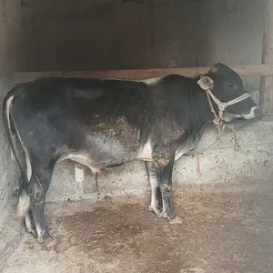 Бычки, Худжанд
