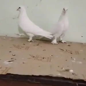 Кафтар, Душанбе