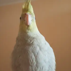 Попугай, Душанбе
