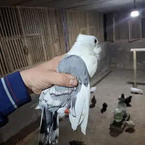 Кафтар, Душанбе
