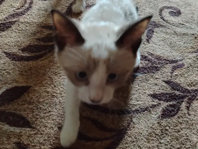 Сиамский котёнок, Хуҷанд