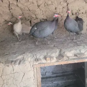 Цесарки, Душанбе