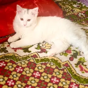 Шотландский котенок, Душанбе