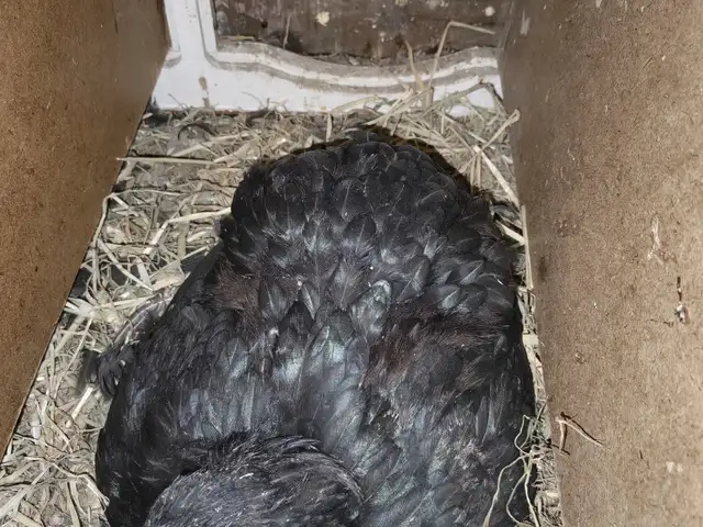 Курица квочка, Худжанд