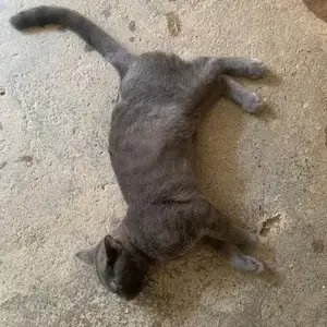 Кошка, Худжанд