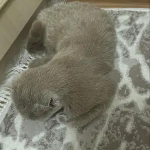 Гурбаи Шотландский, Душанбе