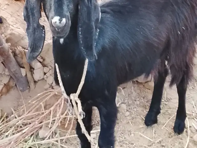 Бузи Покистони гибрид, Кабодиён