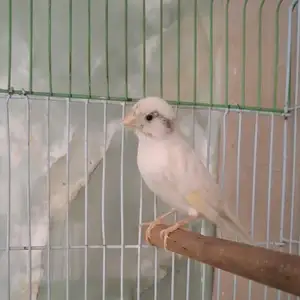 Канарейка сафед нар, Душанбе