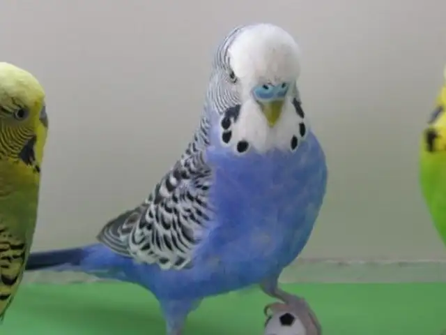 Попугай, Душанбе