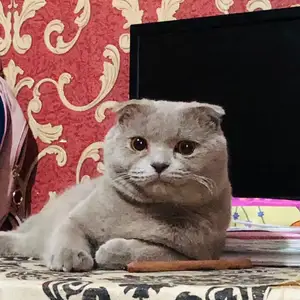 Британский вислоухий кот, Душанбе